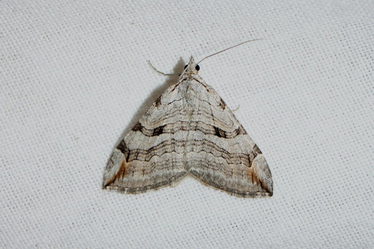 Triple Raie (Aplocera plagiata) - Ordan-Larroque (Gers) - 30 septembre 2017 &copy; Laurent Barthe