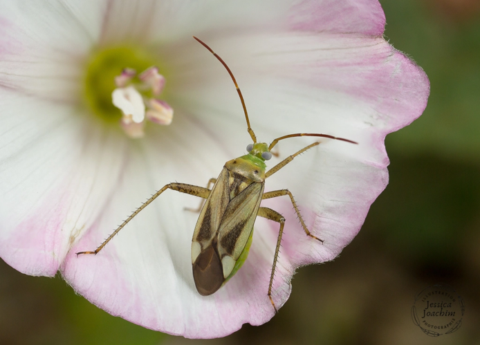 Adelphocoris lineolatus - Lavaur (Tarn) 23 mai 2020 &copy; Jessica Joachim