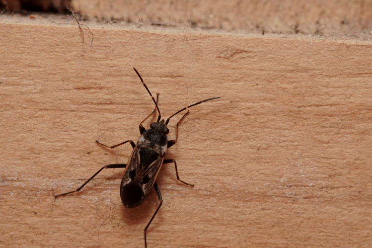 Rhyparochromus vulgaris - Ordan-Larroque (Gers) 27 septembre 2020 &copy; Laurent Barthe