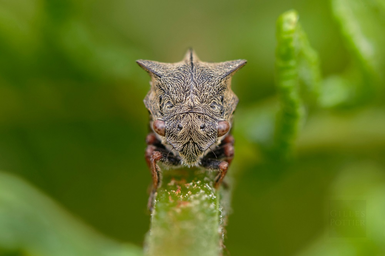 Centrotus cornutus (Le Fel, Aveyron) &copy; Gilles Pottier