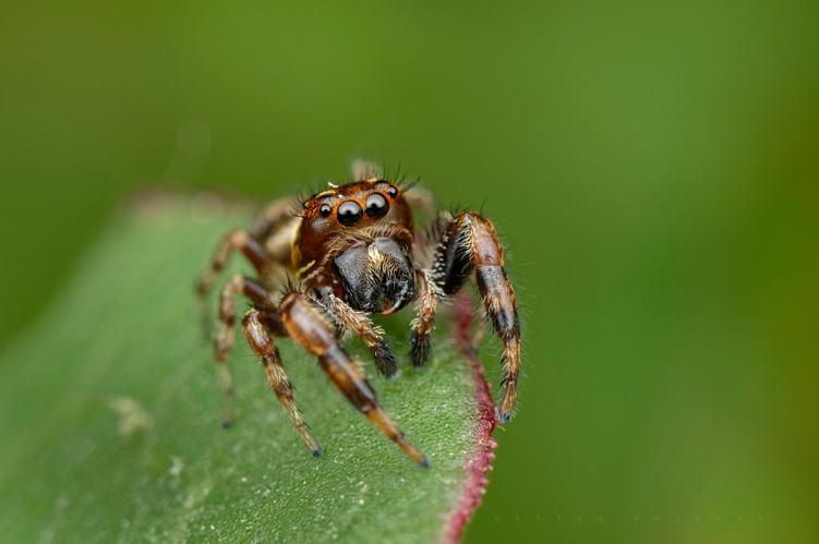Macaroeris nidicolens, mâle (Camalès, Htes-Pyr.) &copy; Gilles Pottier