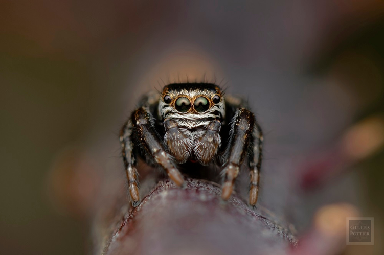 Evarcha arcuata, mâle (Montgaillard, Hautes-Pyrénées) &copy; Gilles Pottier