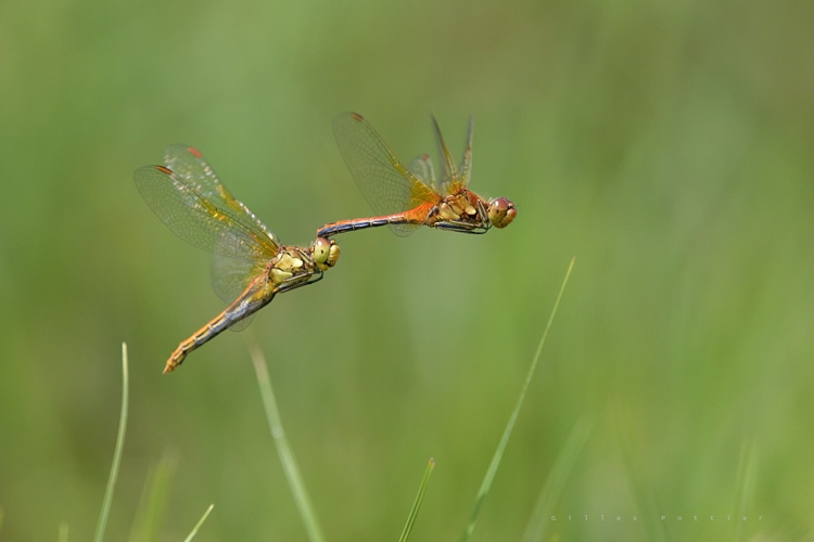 Sympetrum flaveolum, tandem reproducteur (Gazost, Htes-Pyr.) &copy; Gilles Pottier