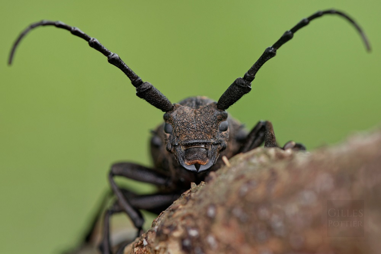 Lamia textor, portrait (Cieutat, Htes-Pyr.) &copy; Gilles Pottier