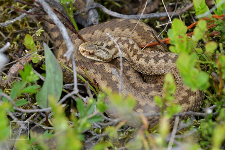 Vipera berus, femelle en héliothermie, Monts d'Aubrac (Laguiole, Aveyron) &copy; Gilles Pottier
