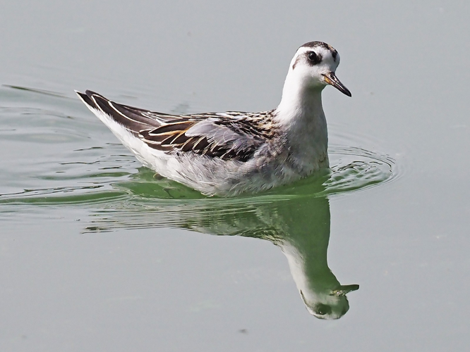 Phalarope à bec large 1ère année, Roques sur Garonne 31, 29 sept. 2020 &copy; Jean-Philippe Thelliez