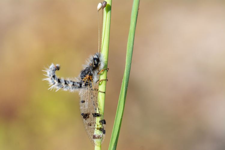 Puer maculatus, 20/06/2020, St Pargoire, Hérault 34 &copy; Romain Baghi