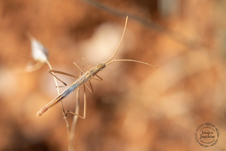 Chorosoma schillingii – Bruniquel (Tarn-et-Garonne) - 12 septembre 2020 &copy; Jessica Joachim