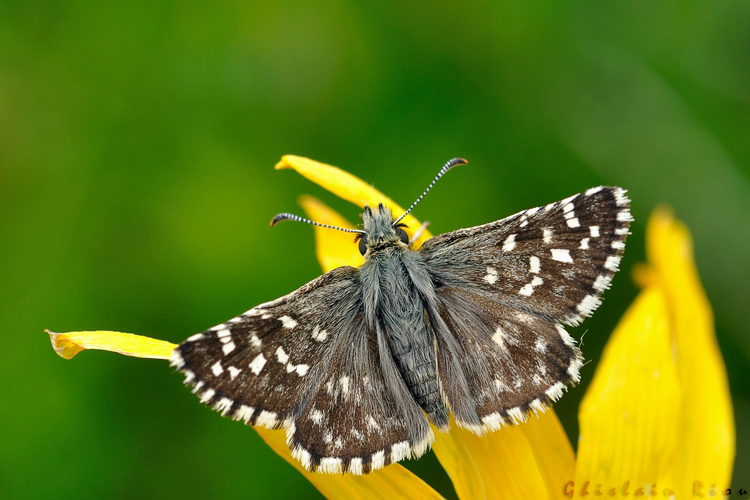 Pyrgus malvoides mâle, anvers, Aulon 65, 13 juin 2020 &copy; Ghislain Riou