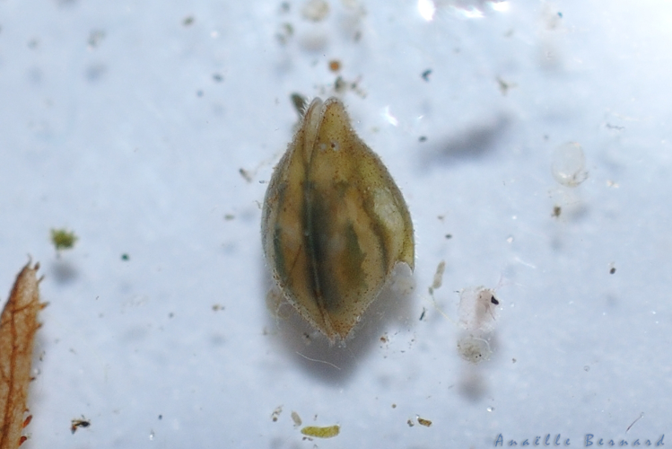 Cypris bispinosa, Launaguet 31, avril 2020 &copy; Anaëlle Bernard