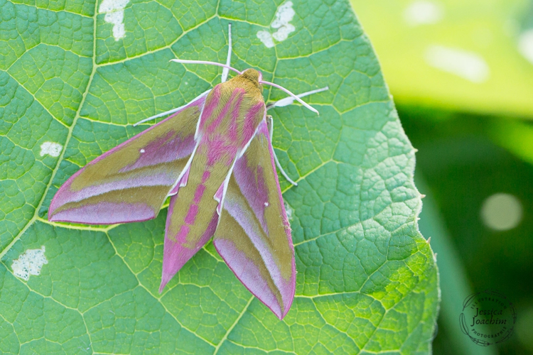 Grand sphinx de la vigne (Deilephila elpenor) – Aulus les bains (Ariège) 04 juillet 2020 &copy; Jessica Joachim