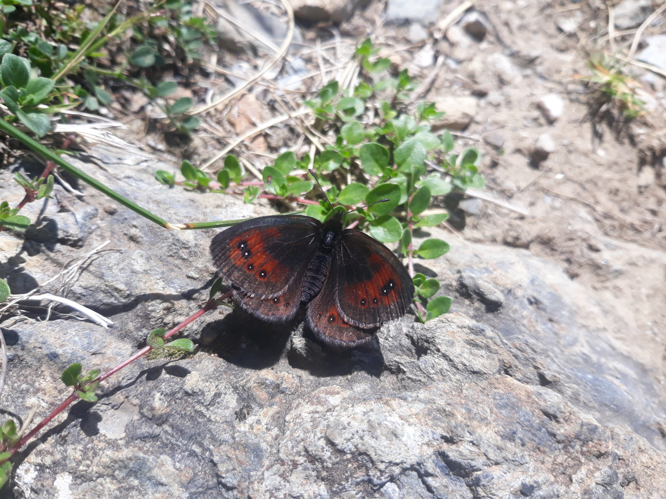 Moiré pyrénéen (Erebia gorgone), Bagnères-de-Bigorre (65), 27 juillet 2020 &copy; Jean-Michel Catil
