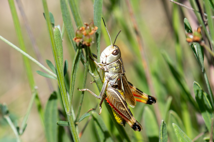 Arcyptère languedocienne, Causse d'aumelas, 2020 &copy; Romain Baghi