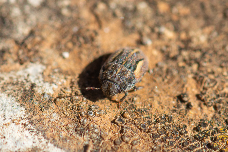 Odontoscelis lineola, Larzac, 2020 &copy; Romain Baghi