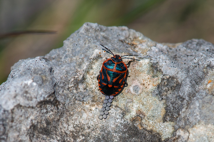 Eurydema fieberi, femelle en train de pondre, Larzac, 2020 &copy; Romain Baghi