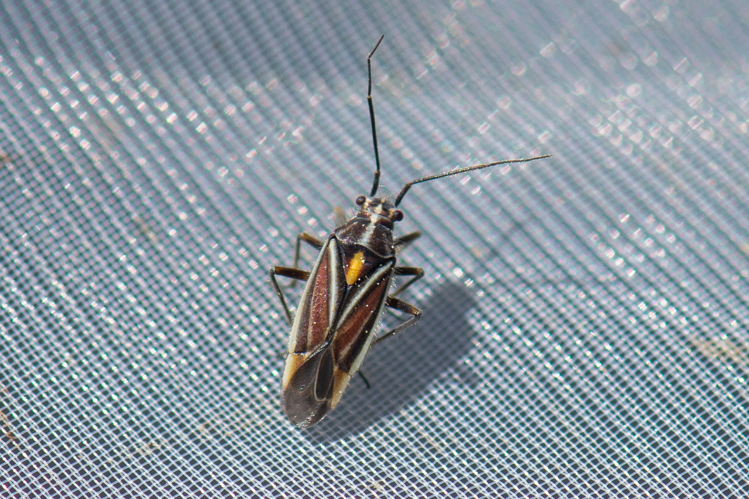 Horistus orientalis, 2020 &copy; Romain Baghi