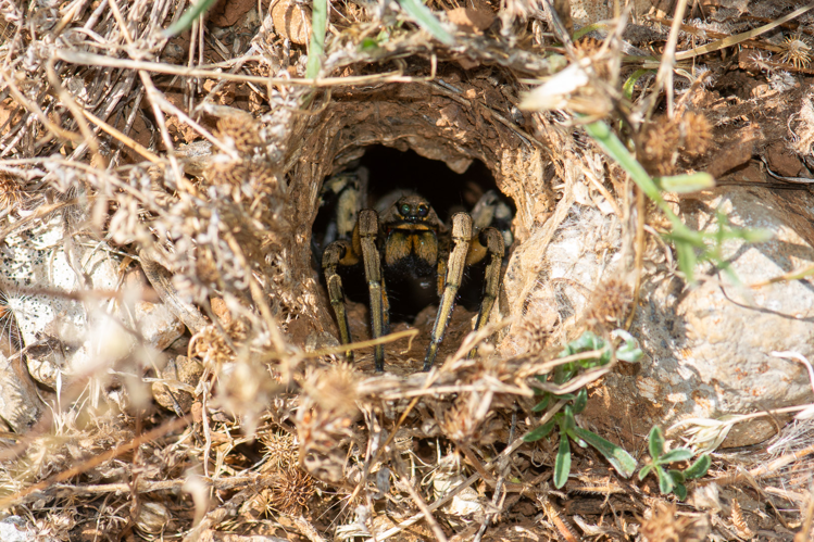 Lycosa tarantula, femelle dans son terrier &copy; Romain Baghi