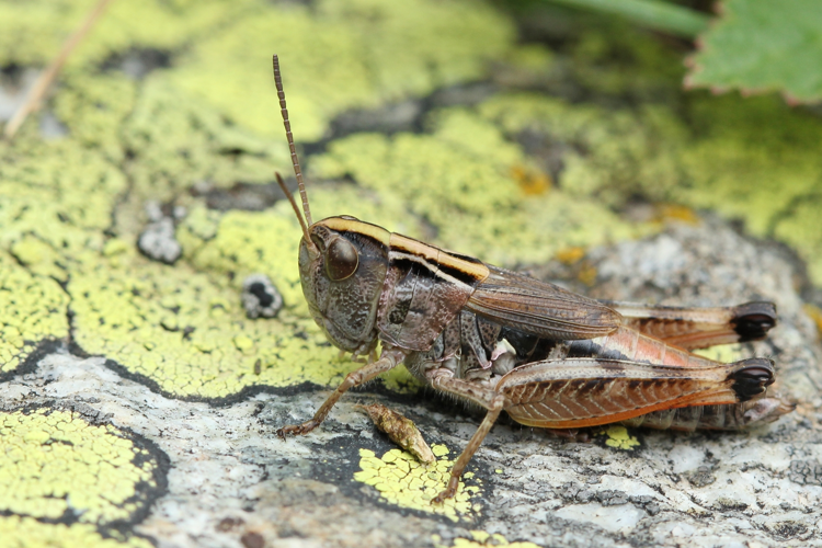 Omocestus antigai fem, août 2014, Eyne 66 &copy; Michel Riou