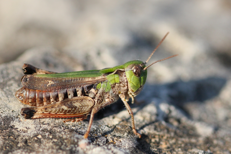 Stenobothrus festivus fem, août 2016, 48 &copy; Michel Riou