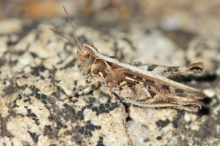 Dociostaurus jagoi, août 2014, Montesquieu-des-Albères 66 &copy; Michel Riou