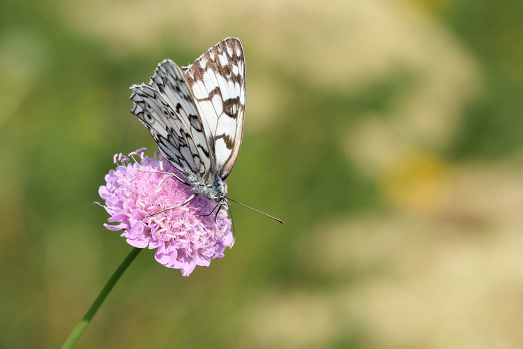 Melanargia russiae, août 2014, Eyne 66 &copy; Michel Riou