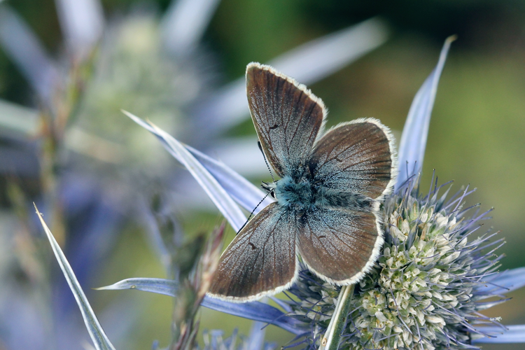 Aricia nicias mâle, août 2014, Eyne 66 &copy; Michel Riou