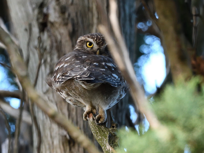 Chevêche d'Athéna, Baziège 31, oct. 2020 &copy; Jean-Marc L'Hermite