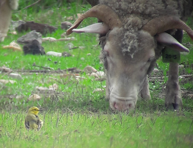 Motacilla flava flavissima; Portiragnes 34 &copy; Ghislain Riou