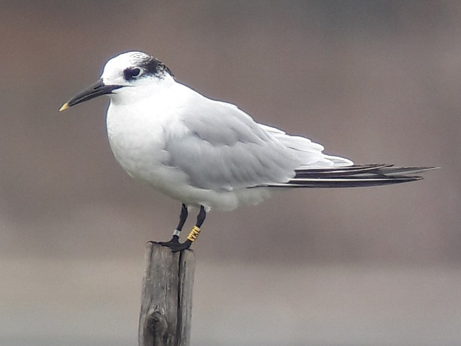 Sterne caugek, Portiragnes 34 &copy; Ghislain Riou