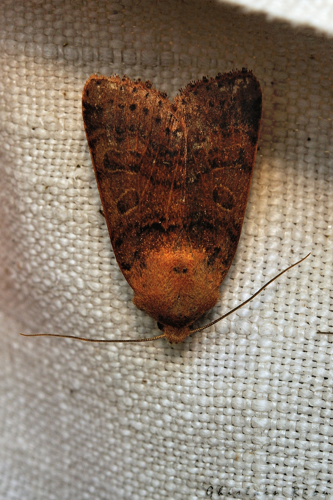 Agrochola pistacinoides, Rebigue 31, oct. 2020 &copy; Ghislain Riou