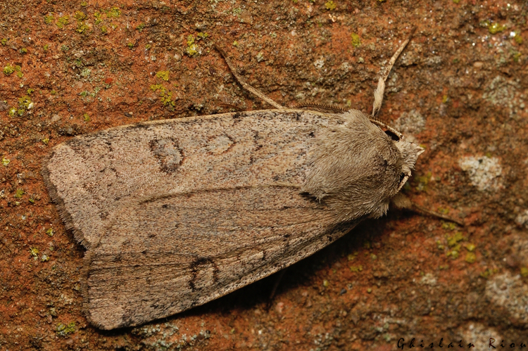 Xestia castanea, Rebigue 31, oct. 2020 &copy; Ghislain Riou