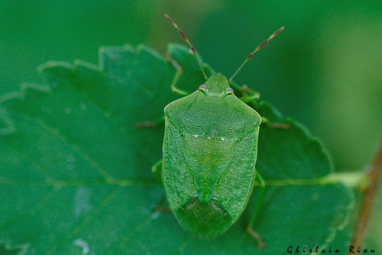 Nezara viridula, Ste-Foy-d'Aigrefeuille 31 &copy; Ghislain Riou