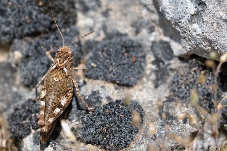 Celes variabilis, 3 Juill. 2018, Cornus 12 &copy; Ghislain Riou