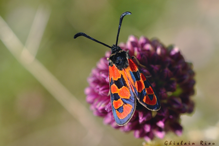 Zygaena hilaris, 3 Juill. 2018, Cornus 12 &copy; Ghislain Riou