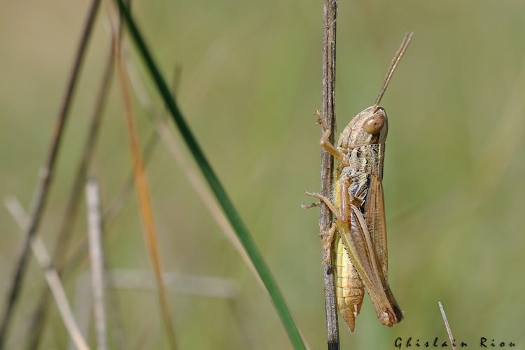 Euchorthippus declivus, juillet 2018, Cornus 12 &copy; Ghislain Riou