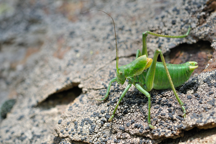 Polysarcus scutatus mâle, 1 juillet 2018, Montségur 09 &copy; Ghislain Riou
