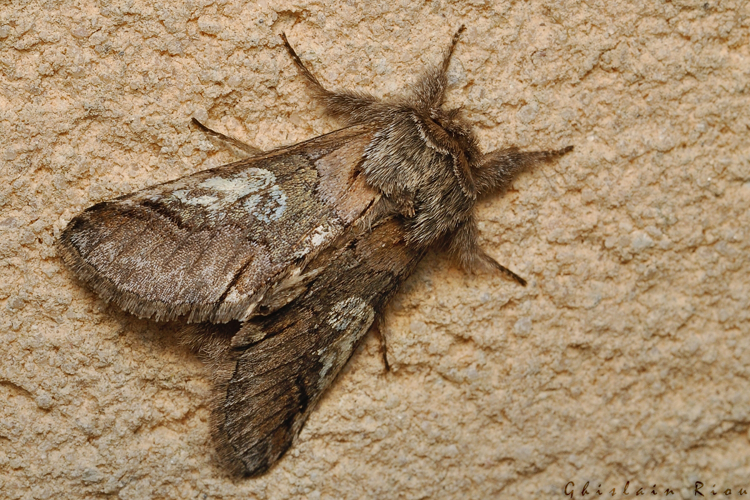 Diloba caeruleocephala, 12 Nov. 2020, Rebigue 31 &copy; Ghislain Riou