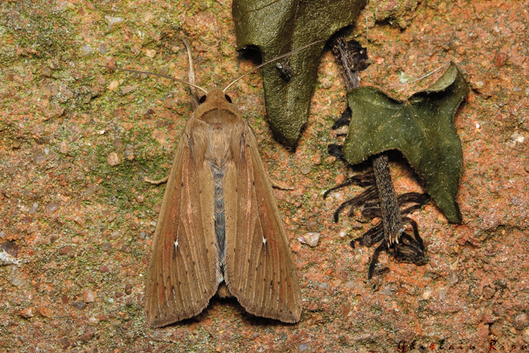 Mythimna unipuncta, Nov. 2020, Rebigue 31 &copy; Ghislain Riou