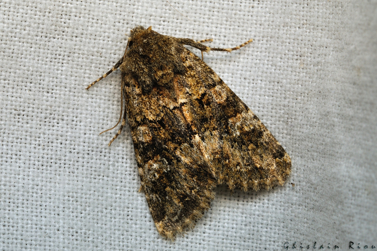 Polymixis lichenea, Nov. 2020, Rebigue 31 &copy; Ghislain Riou