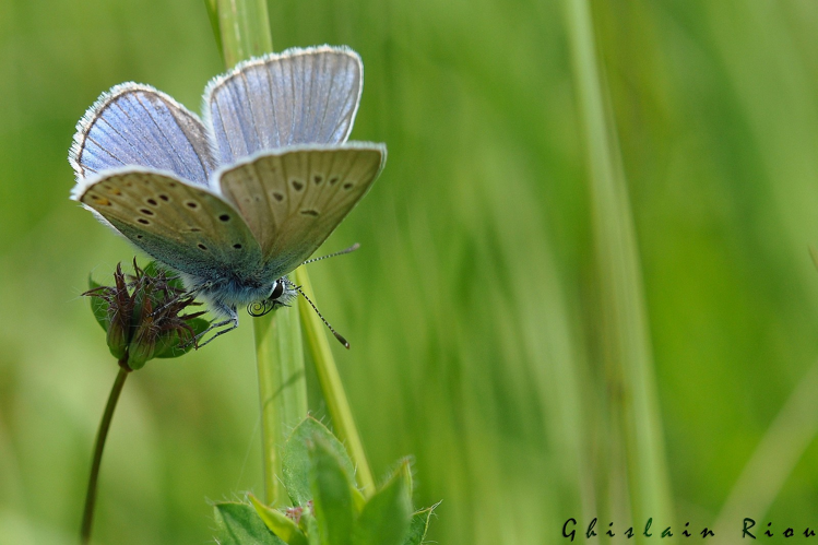 Polyommatus amandus, Mijanès 09, Juill. 2011 &copy; Ghislain Riou