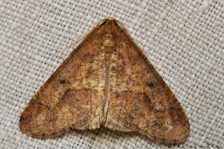 Erannis defoliaria, nov. 2020, Rebigue 31 &copy; Ghislain Riou