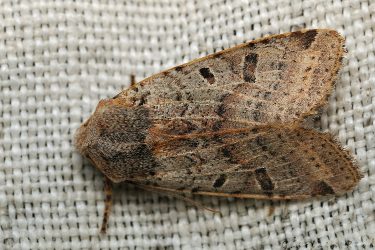 Agrochola lychnidis, nov. 2020, Rebigue 31 &copy; Ghislain Riou