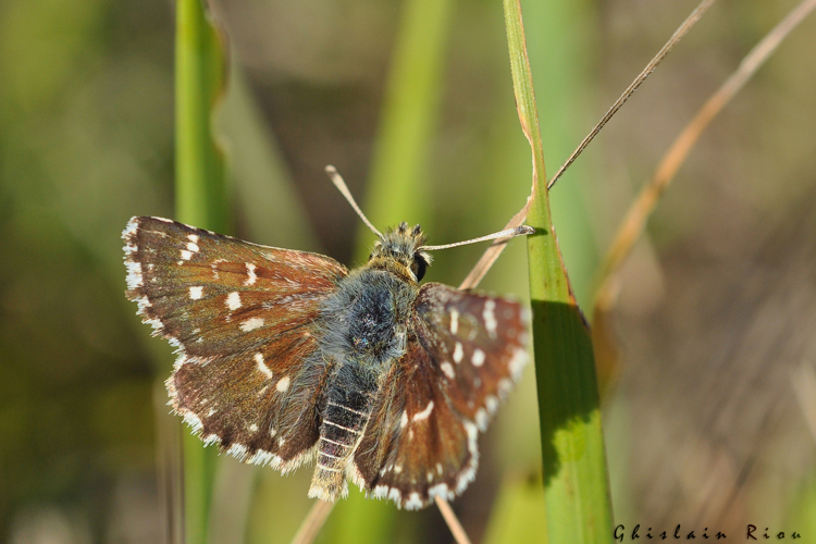 Spialia sertorius, juin 2011,  Castelnau-Barbarens 32 &copy; Ghislain Riou