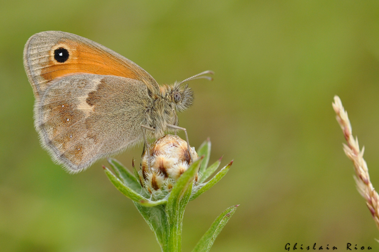 Coenonympha pamphilus, juillet 2011, Auch 32 &copy; Ghislain Riou