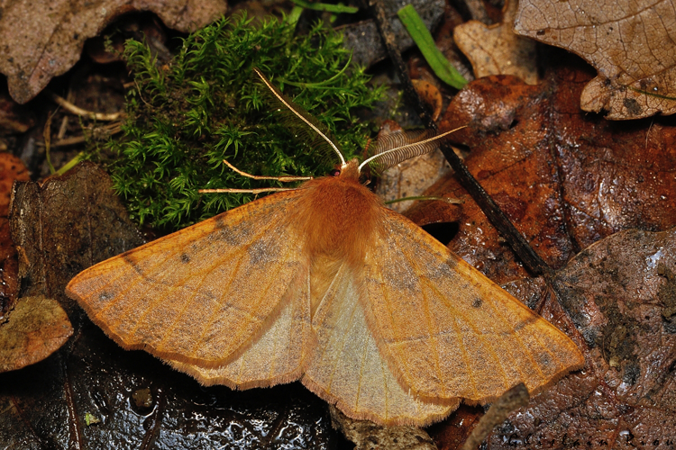 Colotois pennaria, Rebigue 31, 25 Nov. 2020 &copy; Ghislain Riou