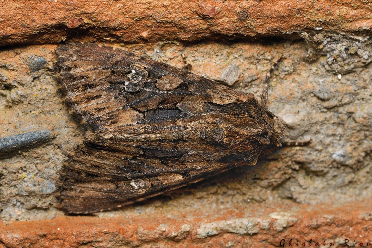 Mniotype solieri, Rebigue 31, 25 Nov. 2020 &copy; Ghislain Riou