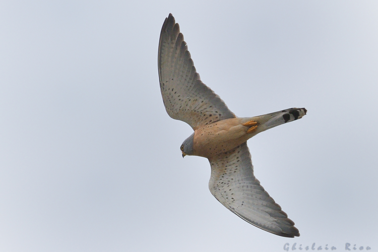 Faucon crécerellette mâle, 30 mars 2014, St-Pons-de-Mauchiens 34 &copy; Ghislain Riou