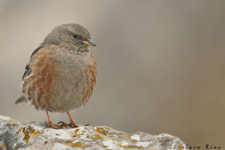 Accenteur alpin, mars 2014, Pic Saint-Loup 34 &copy; Ghislain Riou