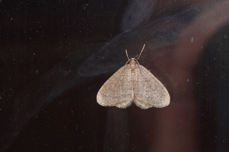 Operophtera brumata - Ordan-Larroque (Gers) &copy; Laurent Barthe