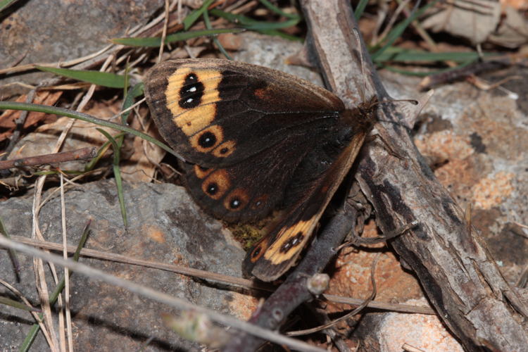 Erebia epistygne, Le Cros 34, 4 avril 2020 &copy; Pierre-Olivier Cochard